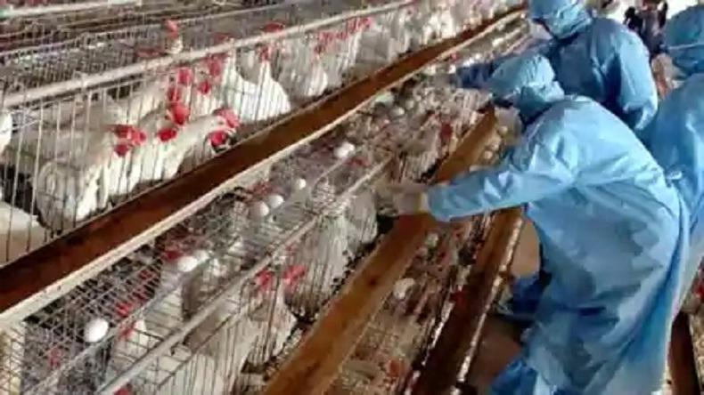 Bird Flu In India