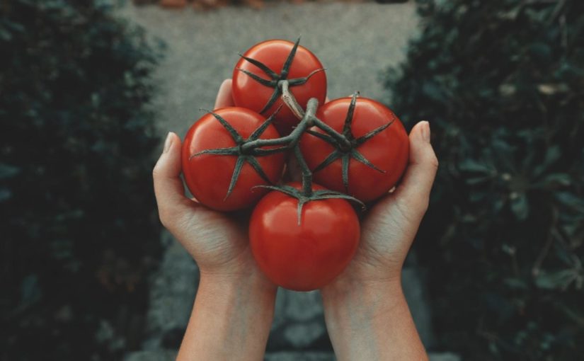 Tomato Price Hike: दो महीने तक रहेगा टमाटर की कीमतों में उछाल, ये है वजह