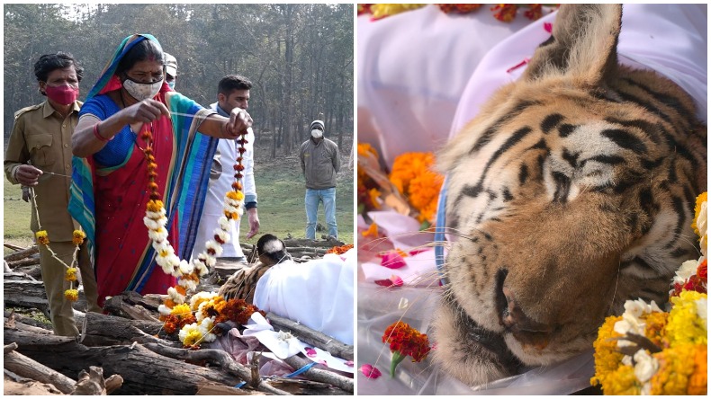 MP’s famous Collarwali tigress passes away at age of 17: कॉलरवाली- सुपरमॉम का टैग पाने वाली विश्व प्रसिद्ध बाघिन की मौत वन विभाग ने दी श्रद्धांजलि