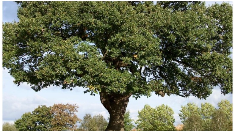 198 Year Old Russian Oak Tree : जंग के बीच 198 साल पुराने रूसी ओक के पेड़ की ये है बेमिसाल कहानी