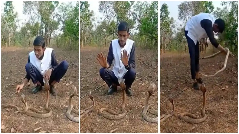 Cobra Viral Video: कोबरा के स्टंट करना इस शख्स को पड़ा महंगा, हो गई फजीहत