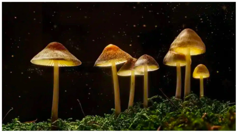 Magic Mashroom : डिप्रेशन का जादूई इलाज है ये मशरूम, स्टडी में आया सामने