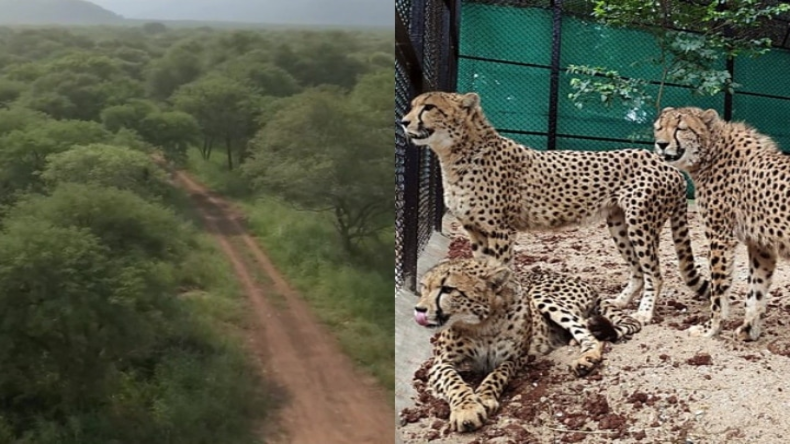 Cheetah in India:एमपी का कूनो पार्क ही क्यों चुना गया चीतों के लिए ? इसके पीछे यह है बड़ी वजह