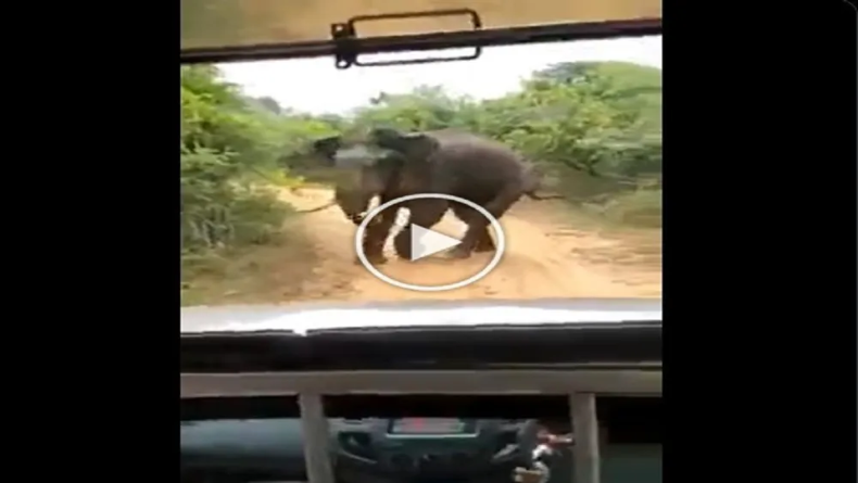 Elephant Viral Video: पर्यटकों के तस्वीर लेने पर भड़क गए गजराज, गुस्से में यूँ घुमाया..