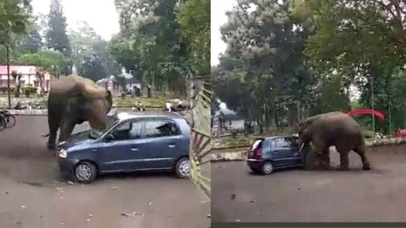 Viral Video: गुस्साए हाथी ने Hyundai Santro Xing पर किया हमला, वायरल हुआ वीडियो