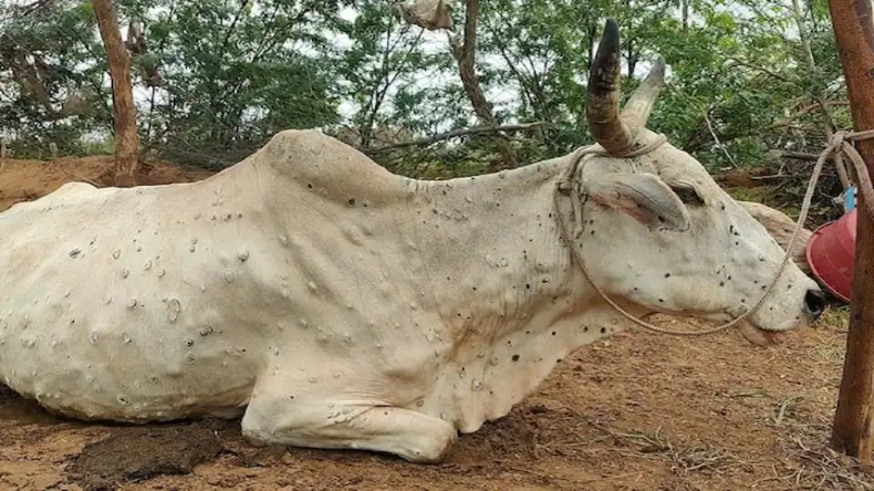 देशभर में लंपी वायरस के चलते 70 हजार पशुओं ने गंवाई जान मौत, 13 लाख से अधिक मामले