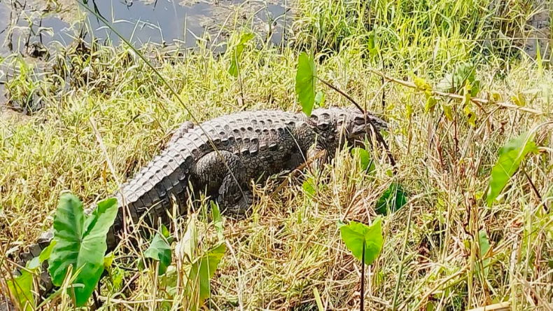 बगहा में फैला मगरमच्छ का आतंक, नदी से निकलकर रिहायशी इलाकों में पहुंचा झुंड