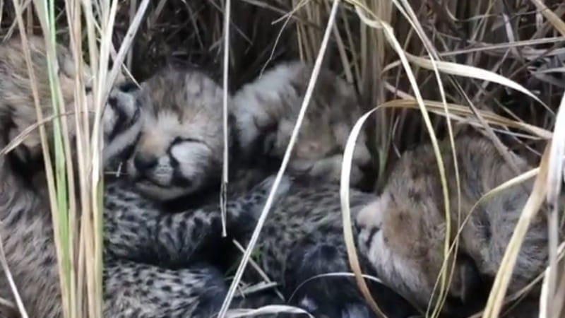 Kuno National Park: कूनो नेशनल पार्क में बधाइयां, मादा चीता ने चार शावकों को दिया जन्म