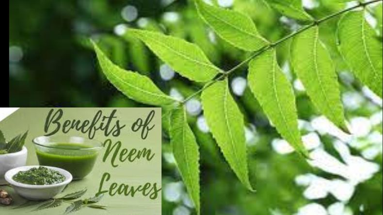 Neem benefits: औषधीय गुणों से भरपूर है नीम, आपके सेहत को पहुंचाता है कई तरह के लाभ