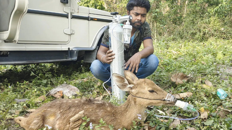 हिरण को सांस लेने में हुई परेशानी तो शख्स ने लगाया ऑक्सीजन सिलेंडर, IFS अधिकारी ने किया शेयर की तस्वीरें