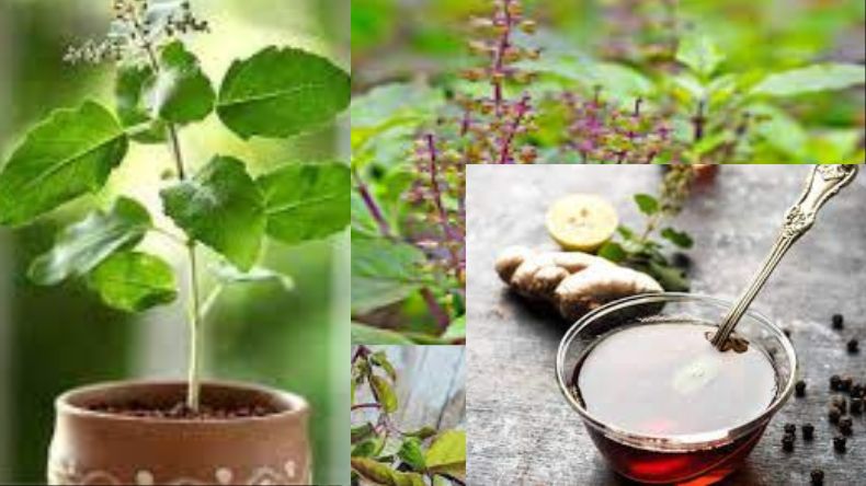 Benefits of tulsi: कोरोना से लड़ने में मदद कर सकता है तुलसी का काढ़ा, जाने पूरी विधि