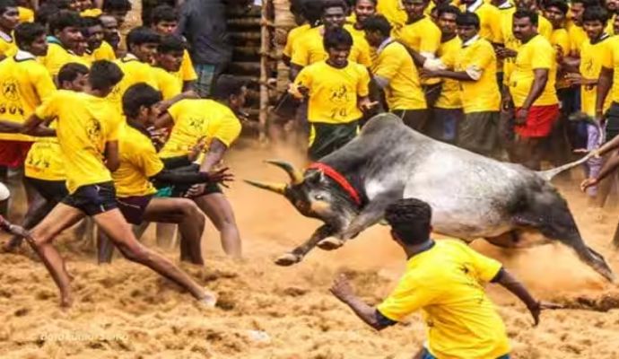 jallikattu: जल्लीकट्टू खेल पर रोक लगाने से सुप्रीम कोर्ट का इनकार, जानिए क्या कहा