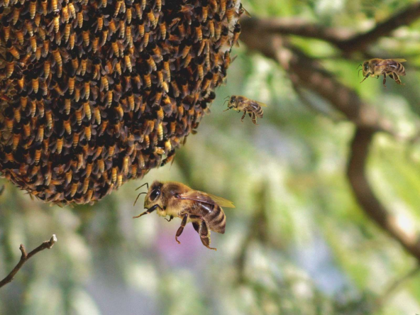 Honeybee Hotel: पैसे के बदले मधुमक्खी के छत्तों के बीच रहने का ऑफर! बेडरूम में लटके हुए हैं छत्ते