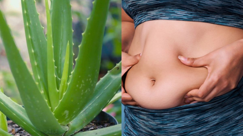 Aloevera For Belly Fat: बेली फैट को कम करने में सबसे असरदार यह पौधा, जानें कैसे करें इस्तेमाल