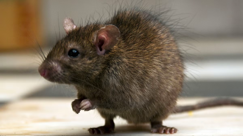 Rat Diseases: चूहों से फैलने वाली बीमारियां जो दिखती हैं साधारण सर्दी जुकाम जैसी