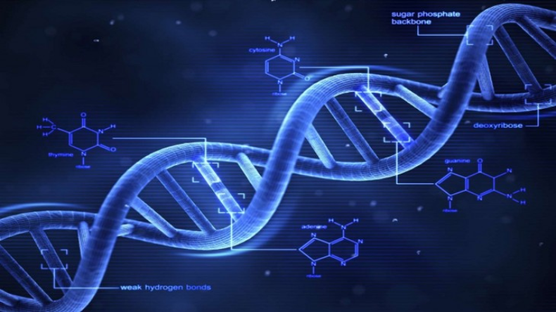 DNA: क्या है DNA, जानें कैसे करता है शरीर में कार्य और महत्व