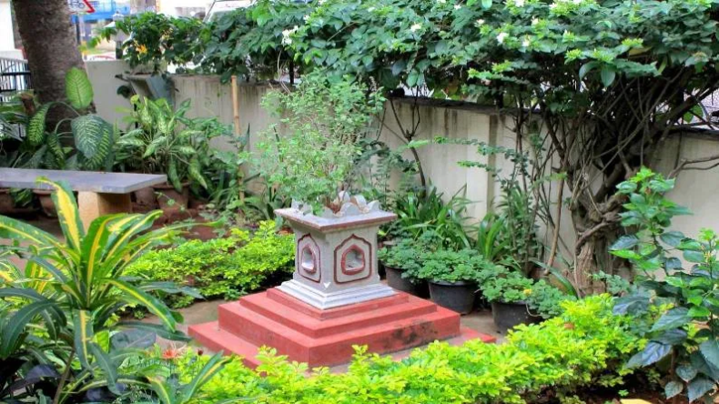 Vastu Tips for Plants: हरियाली है पसंद तो घर में पेड़-पौधे लगाने से पहले रखें इन वास्तु नियमों का ध्यान, बढ़ेगी सुख- समृद्धि