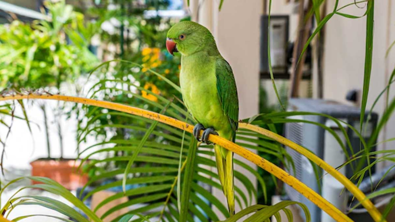 Parrot in Home: धन-लाभ का संकेत देता है इस पक्षी का घर में आना, बरसती है कृपा