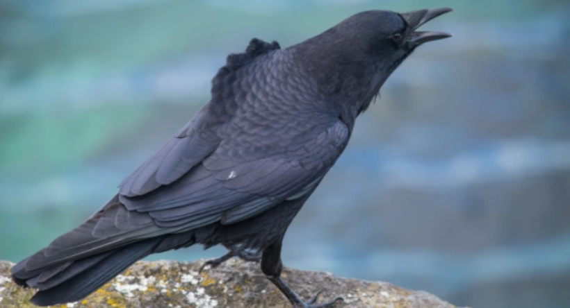 Boy With Crow Video: छोटे बच्चे का दोस्त बना कौवा, खिड़की पर बैठकर करता है स्कूल से आने का इंतजार