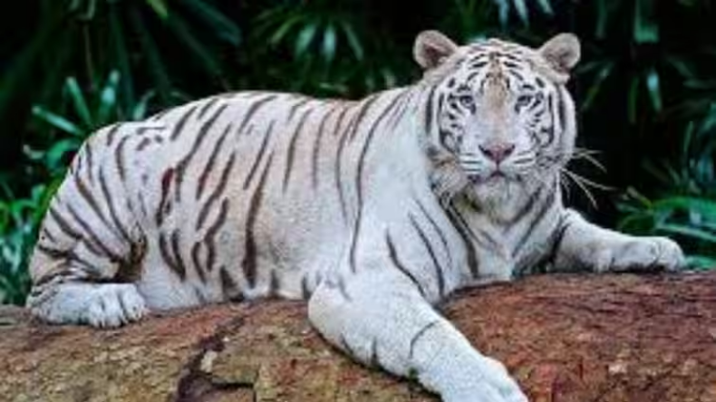 White Tiger: ओडिशा से उत्तराखंड लाए जाएंगे सफेद बाघ, परमिशन का इंतजार