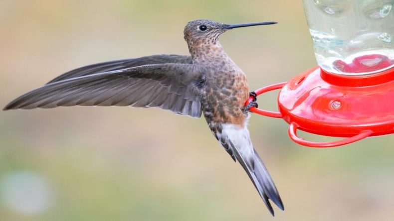 Humming Birds: दुनिया की सबसे बड़ी हमिंग बर्ड की दूसरी प्रजाति की हुई खोज, समुद्र तल से 14000 फीट की ऊंचाई पर प्रवास