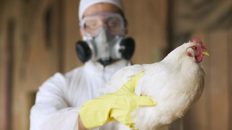 Bird flu: ऑस्ट्रेलिया में पहले और अमेरिका में दूसरे बर्ड फ्लू का मामला आया सामने, भारत में रहने के दौरान बच्चे को हुआ था संक्रमण