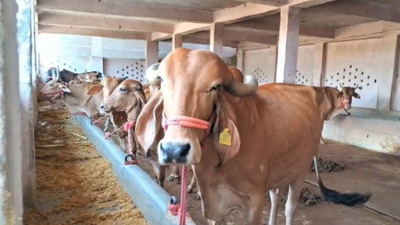 Indian Breed Cow: एक ऐसी गाय जिसके शरीर में बनता है सोना, हो रही है लुप्त