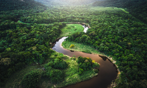 Amazon Forest: अमेजन जंगल में एलोन मस्क ने पहुंचा दिया इंटरनेट, आदिवासी लोग करने लगे ऐसा