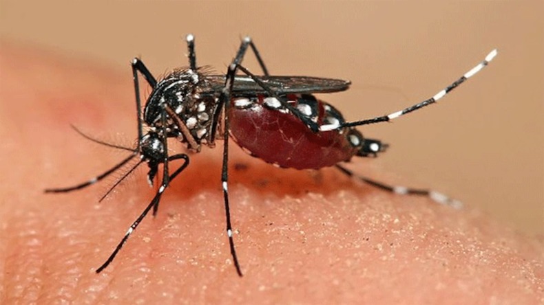 Dengue: डेंगू मच्छरों की पहचान कैसे की जा सकती है? जानें ये तरीका