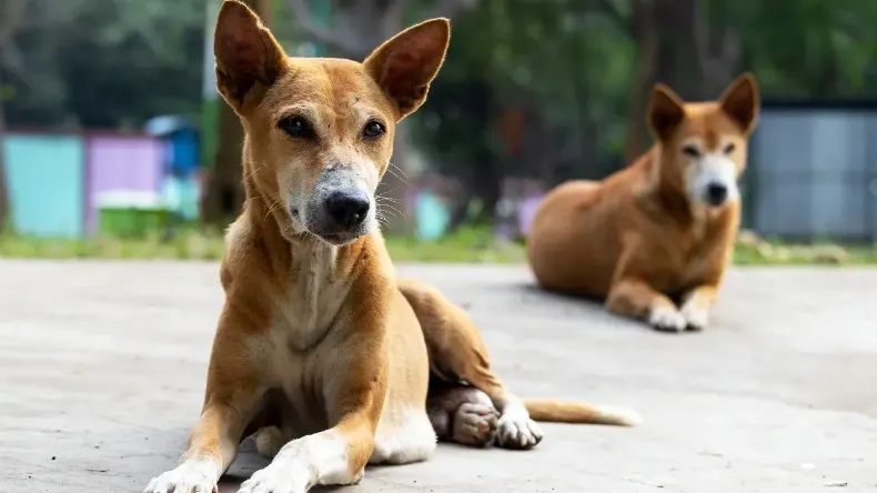 कुत्ते के भौंकने पर फेंका एसिड, दिल्ली कोर्ट ने सुनाई एक साल की सजा