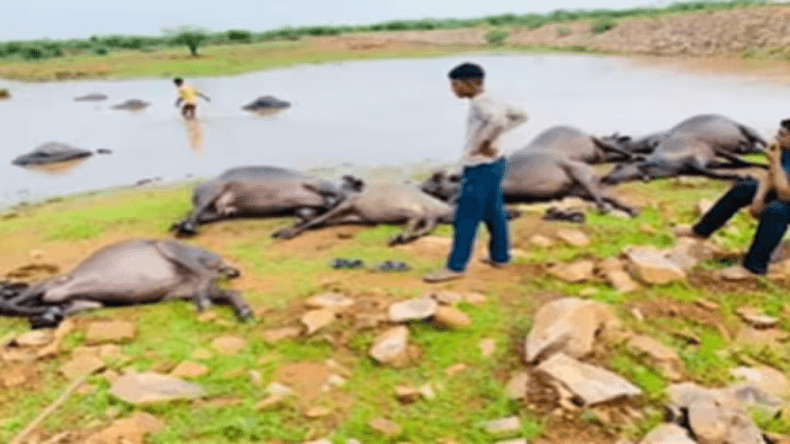 गांव के तालाब में नहा रही थीं 13 भैंसें…पलभर में लाशों से पट गई तलैया