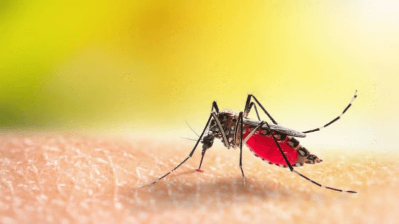 Dengue alert: डेंगू से बचने के लिए किन बातों का ध्यान रखें