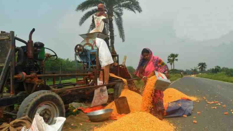 भुट्टे के दाने से चल रही है आपकी कार, जान लीजिए पूरी बात