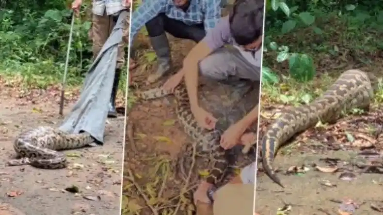 मछली मारने के जाल में फंसा अजगर, लोगों बीच फैली दहशत, रेस्क्यू की टीम मौके पर पहुंचकर बचाई जान, वीडियो वायरल..