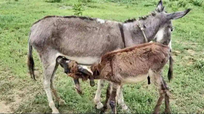 गधी के दूध ने शख्स को बनाया अमीर, कमा रहा है करोड़ रूपये