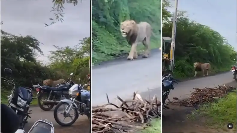 सड़क पर दिखा शेर, लोगों ने दिखाया रास्ता, बब्बर ने कहा-‘बाय’