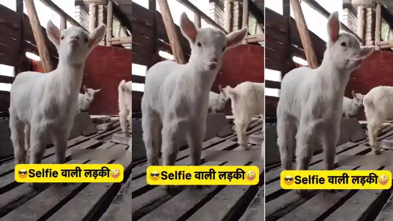 Video: सेल्फी लेते कैसा मुंह बनाती हैं लड़कियां…मेमने ने किया ऐसा कुछ, देखकर हो जाएंगे हैरान