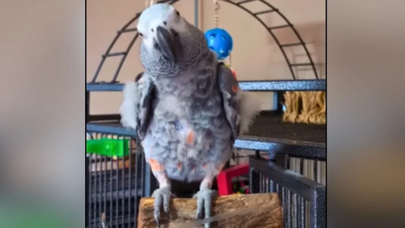 African grey parrot